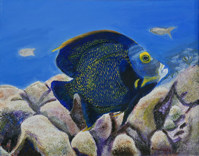 Angelfish Bonaire 11 x 14