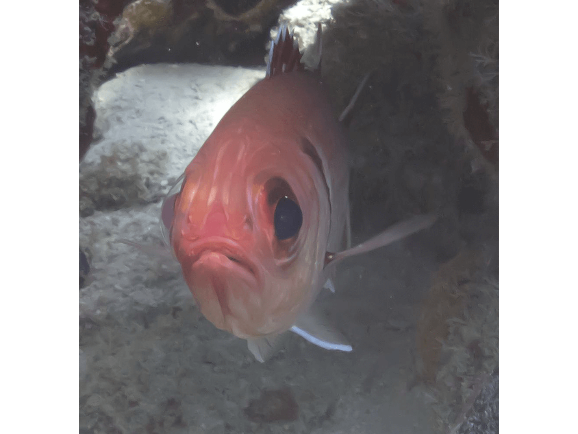 Blackbar Soldierfish Bonaire