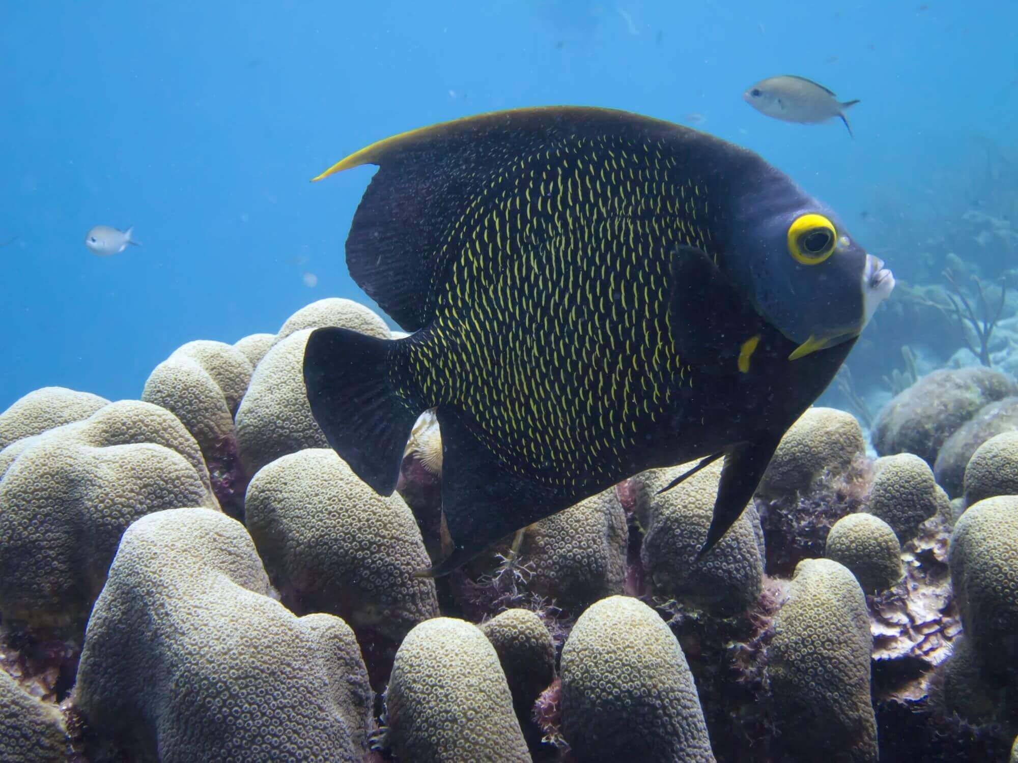 Bonaire - French Angelfish - Lighthouse reef