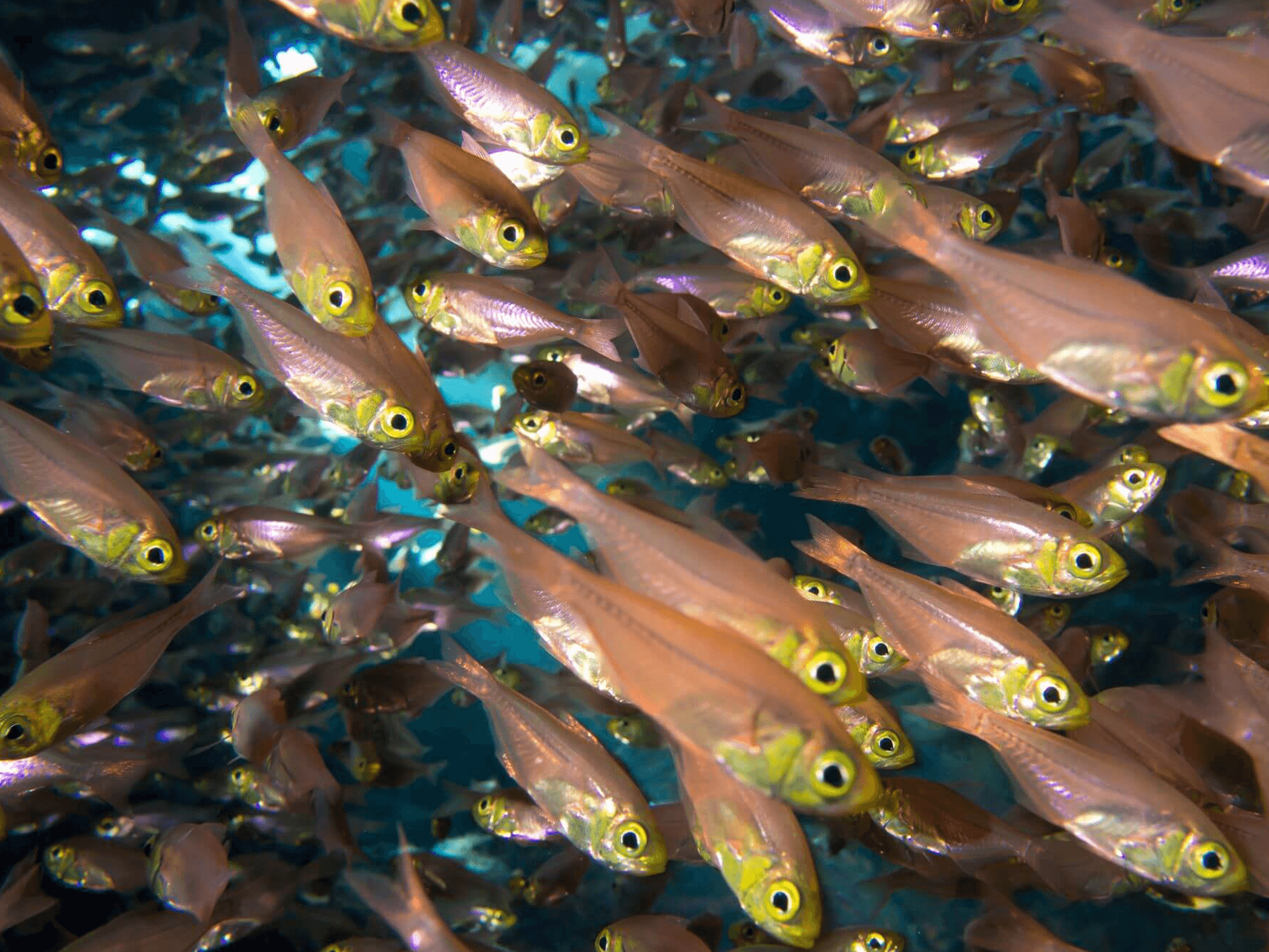 Golden Sweepers in Cave - Red Sea