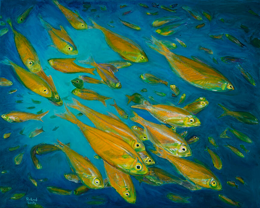 Golden Sweepers school - Red Sea 24 x 30