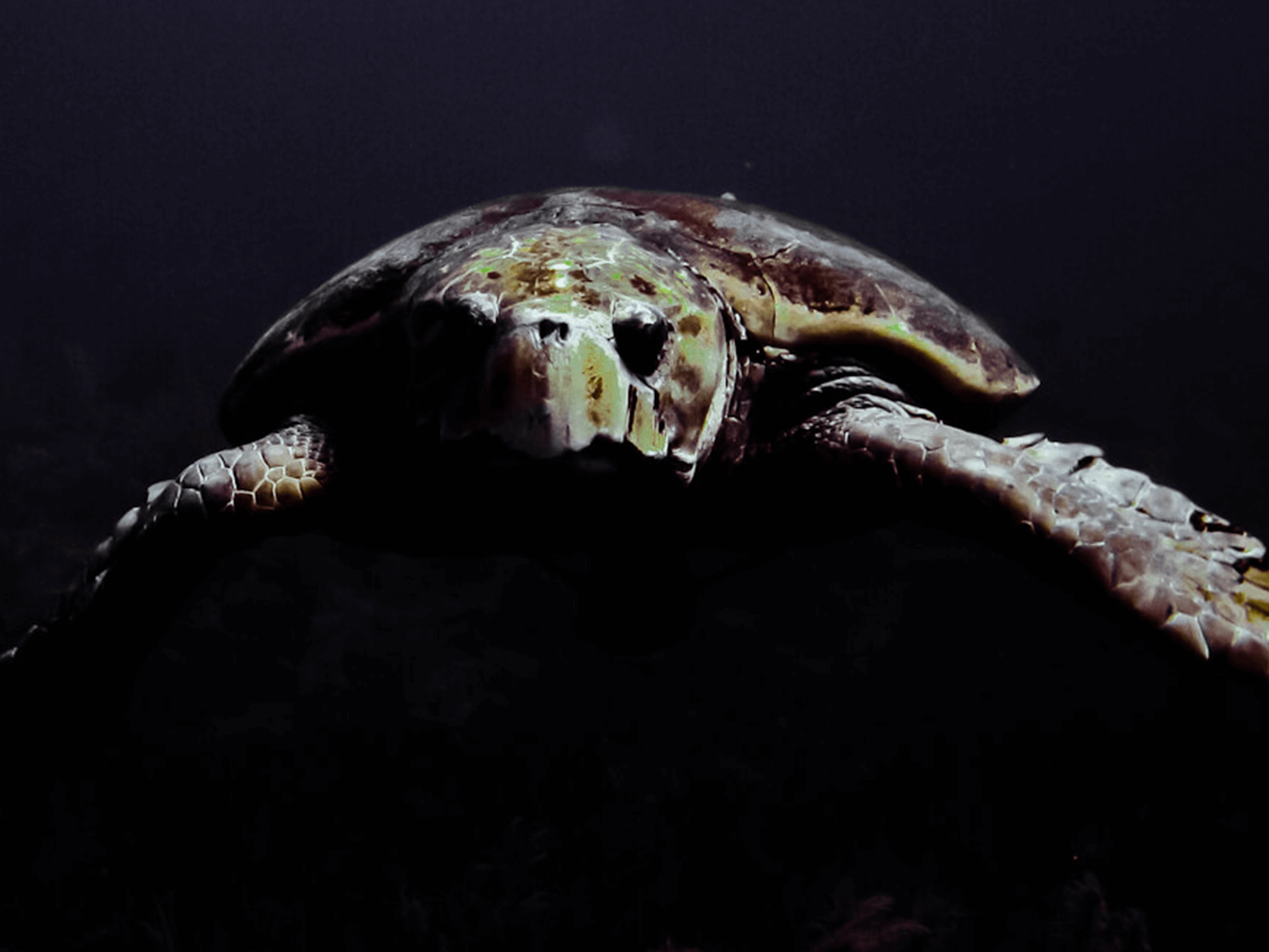 Night Turtle