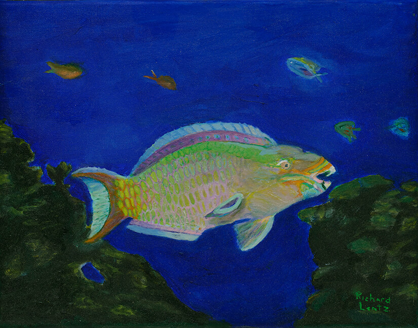 Parrotfish 11 x 14