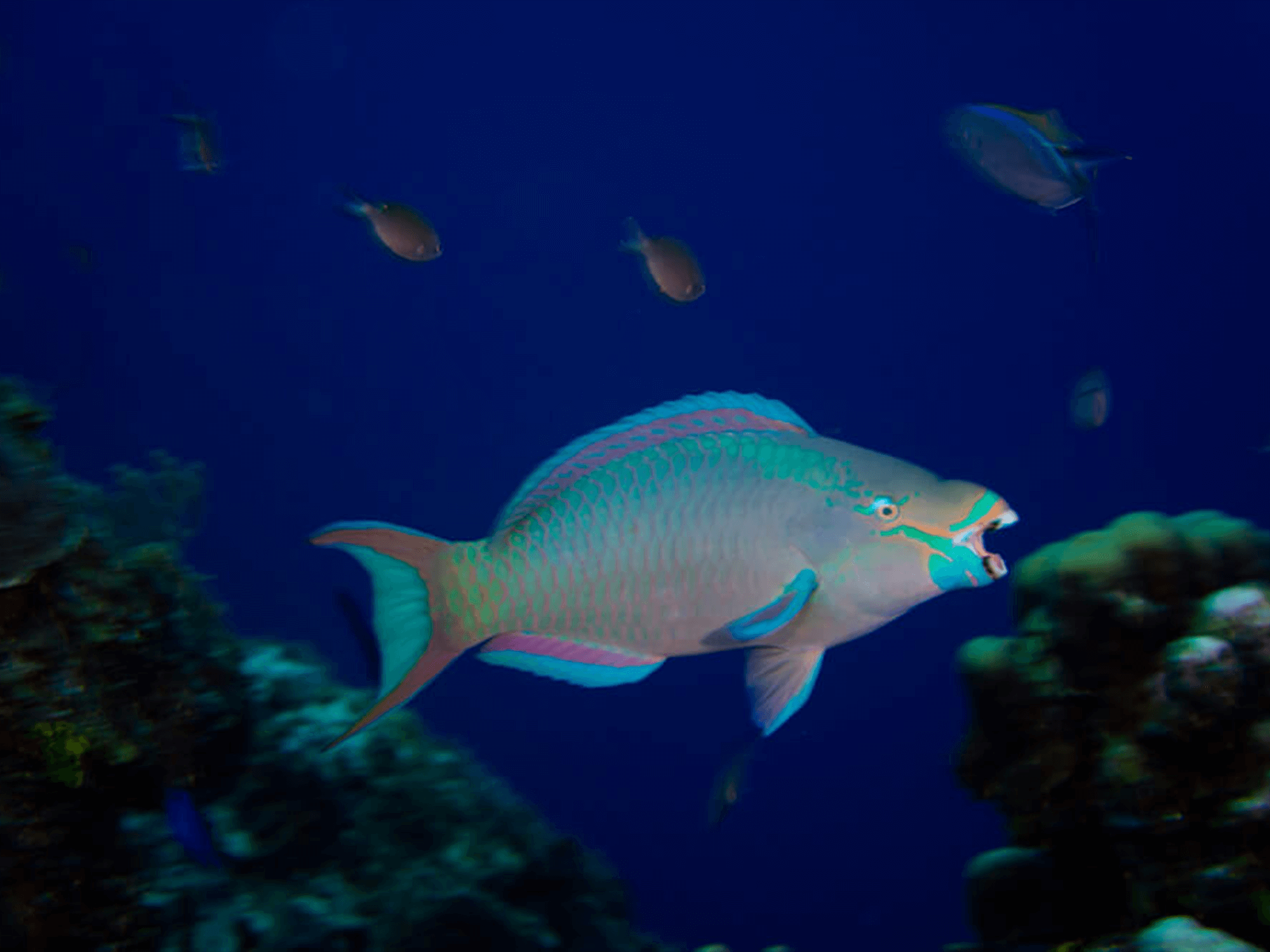 Parrotfish