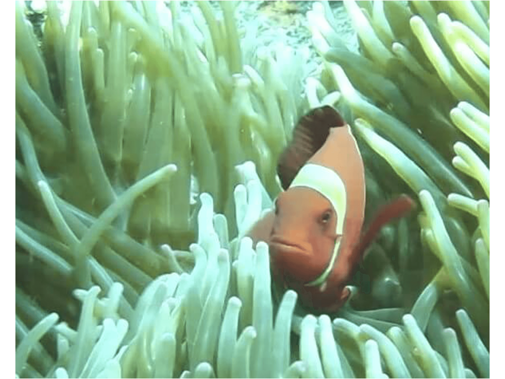 clown-fish